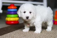 Charlie , a male Bichon Frise for sale in Baltic, OH – Photo 6 of 6