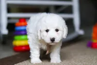 Charlie , a male Bichon Frise for sale in Baltic, OH – Photo 3 of 6