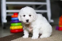 Charlie , a male Bichon Frise for sale in Baltic, OH – Photo 2 of 6