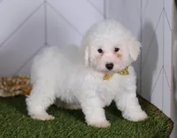 Charlie , a male Bichon Frise for sale in Baltic, OH – Photo 5 of 6