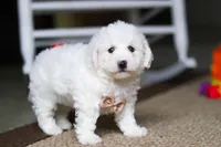 Charlie , a male Bichon Frise for sale in Baltic, OH – Photo 5 of 6