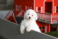 Charlie , a male Bichon Frise for sale in Baltic, OH – Photo 2 of 6