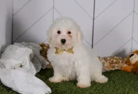 Charlie , a male Bichon Frise for sale in Baltic, OH – Photo 3 of 6