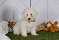 Charlie , a male Bichon Frise for sale in Baltic, OH – Photo 6 of 6