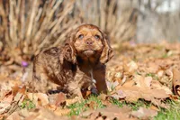 Rocco, a male Cocker Spaniel for sale in Baltic, OH – Photo 7 of 10