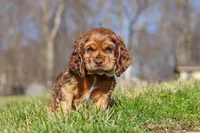 Rocco, a male Cocker Spaniel for sale in Baltic, OH – Photo 4 of 10
