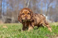 Rocco, a male Cocker Spaniel for sale in Baltic, OH – Photo 3 of 10