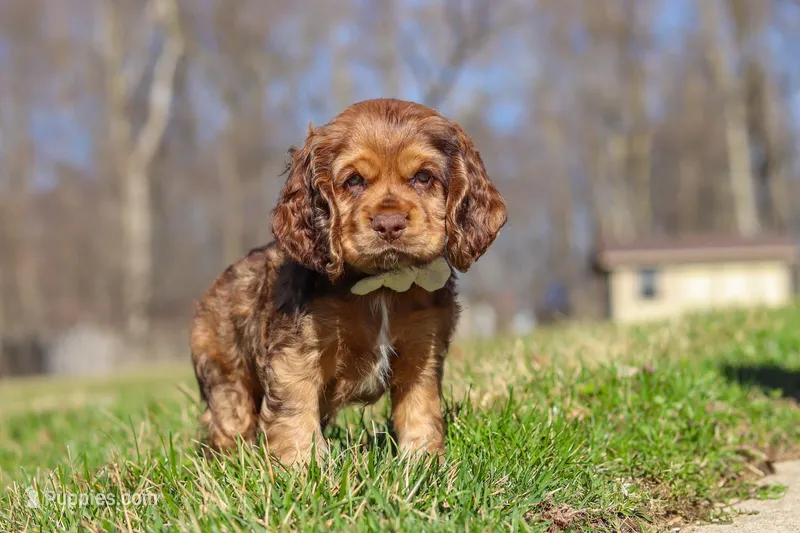 Rocco – Cocker Spaniel puppy for sale in Baltic, OH