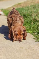 Rocco, a male Cocker Spaniel for sale in Baltic, OH – Photo 9 of 10