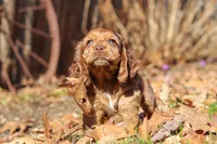 Rocco, a male Cocker Spaniel for sale in Baltic, OH – Photo 6 of 10
