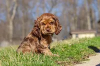 Rocco, a male Cocker Spaniel for sale in Baltic, OH – Photo 5 of 10
