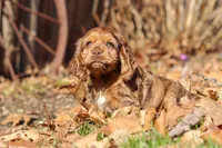 Rocco, a male Cocker Spaniel for sale in Baltic, OH – Photo 8 of 10