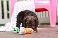 Cody, a male Cocker Spaniel for sale in Baltic, OH – 4 of 6