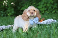 Clark, a male Cocker Spaniel for sale in Baltic, OH – 3 of 6