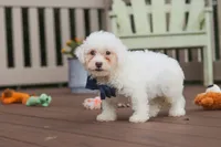 Oliver, a male Bichon Frise for sale in Baltic, OH – 4 of 7