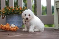 Koda, a male Bichon Frise for sale in Baltic, OH – 2 of 5