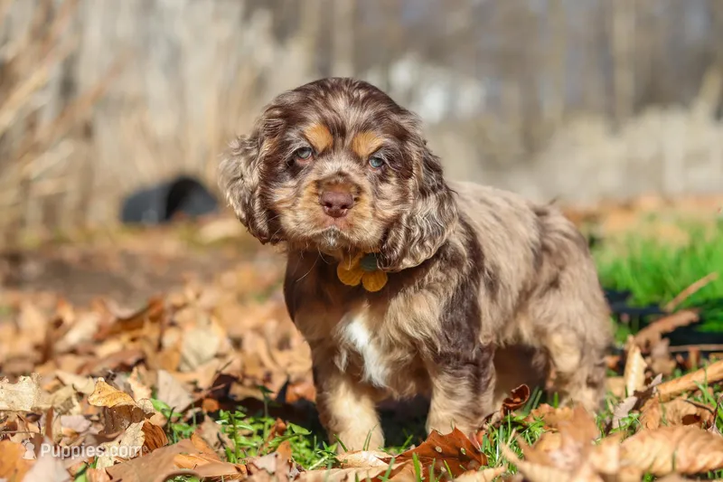 Finn – Cocker Spaniel puppy for sale in Baltic, OH