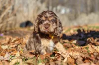 Finn, a male Cocker Spaniel for sale in Baltic, OH – Photo 7 of 7