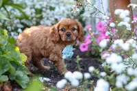 Holden, a male Cavalier King Charles Spaniel for sale in Baltic, OH – 3 of 9