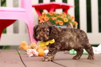 Milo, a male Cocker Spaniel for sale in Baltic, OH – 5 of 6