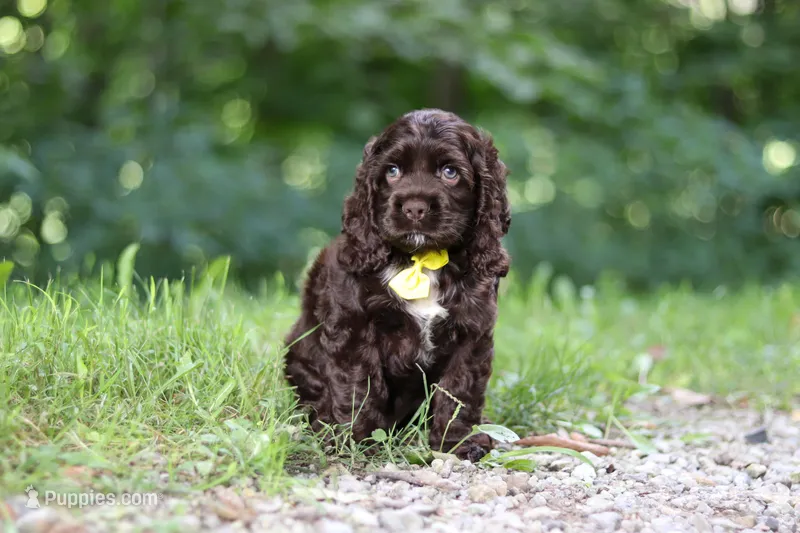 Leo – Cocker Spaniel puppy on hold in Baltic, OH