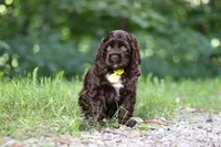 Leo, a male Cocker Spaniel for sale in Baltic, OH – 1 of 6