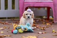 Rosie, a female Cavachon for sale in Baltic, OH – 7 of 10