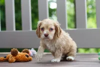 Theo, a male Cocker Spaniel for sale in Baltic, OH – 8 of 9