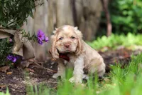 Maverick, a male Cocker Spaniel for sale in Baltic, OH – 2 of 6