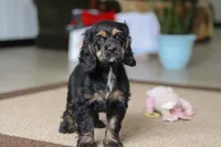 Julia, a female Cocker Spaniel for sale in Baltic, OH – Photo 2 of 7