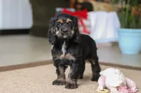 Julia, a female Cocker Spaniel for sale in Baltic, OH – Photo 5 of 7