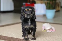 Julia, a female Cocker Spaniel for sale in Baltic, OH – Photo 3 of 7