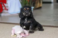 Julia, a female Cocker Spaniel for sale in Baltic, OH – Photo 4 of 7
