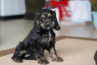 Julia, a female Cocker Spaniel for sale in Baltic, OH – Photo 6 of 7