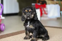 Julia, a female Cocker Spaniel for sale in Baltic, OH – Photo 7 of 7