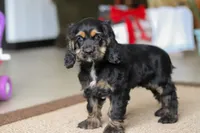 Julia, a female Cocker Spaniel for sale in Baltic, OH – Photo 1 of 7