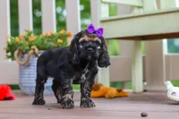 Lila, a female Cocker Spaniel for sale in Baltic, OH – 3 of 7