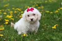 Mochi, a female Bichon Frise for sale in Baltic, OH – Photo 4 of 5