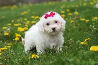 Mochi, a female Bichon Frise for sale in Baltic, OH – Photo 2 of 5
