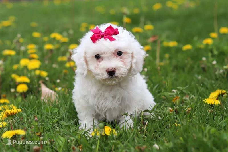 Mochi – Bichon Frise puppy for sale in Baltic, OH