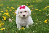 Mochi, a female Bichon Frise for sale in Baltic, OH – Photo 1 of 5