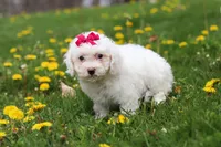 Mochi, a female Bichon Frise for sale in Baltic, OH – Photo 5 of 5
