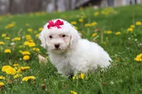 Mochi, a female Bichon Frise for sale in Baltic, OH – Photo 3 of 5