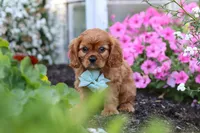 Holden, a male Cavalier King Charles Spaniel for sale in Baltic, OH – 8 of 9