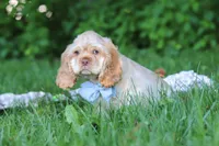Clark, a male Cocker Spaniel for sale in Baltic, OH – 4 of 6
