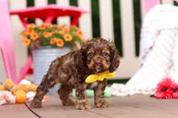Milo, a male Cocker Spaniel for sale in Baltic, OH – 3 of 6
