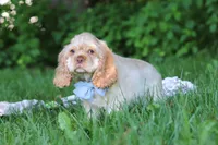 Clark, a male Cocker Spaniel for sale in Baltic, OH – 5 of 6