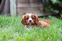 Charlie, a male Cavalier King Charles Spaniel for sale in Baltic, OH – 3 of 8