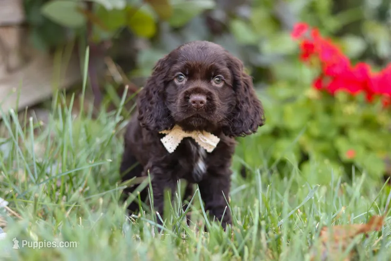 Denver – Cocker Spaniel puppy for sale in Baltic, OH