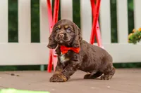 Asher, a male Cocker Spaniel for sale in Baltic, OH – 5 of 9